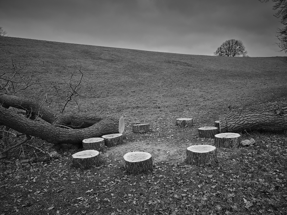 Fallen ash tree, Redpits Manor, South Oxfordshire, UK. ©copyright Matt Writtle 2023