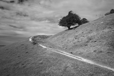 17/25: Juniper bushes, Aston Rowant Nature Reserve, Oxfordshire.