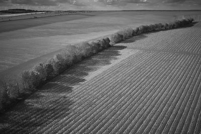 Vineyard, Rowles Farm, West Ilsley, Berkshire. 